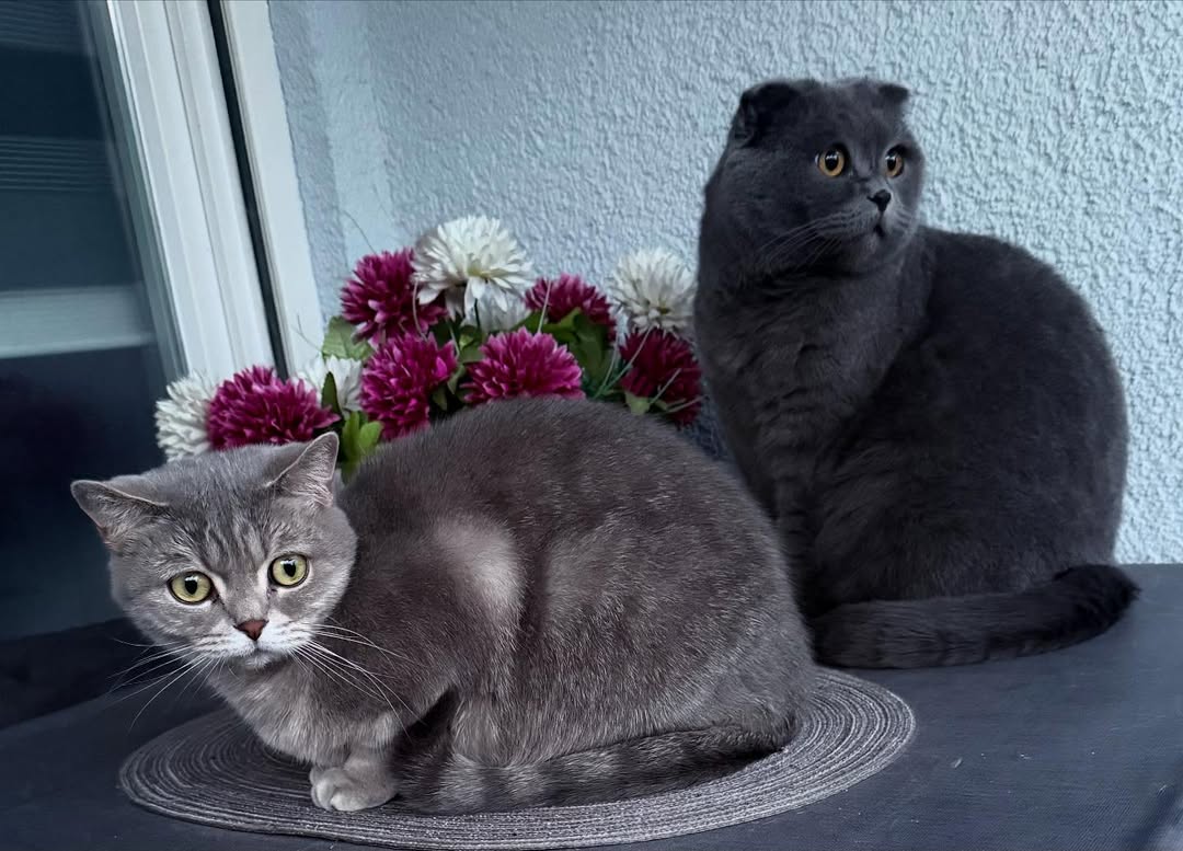 Elite Cat Breeders breed gallery