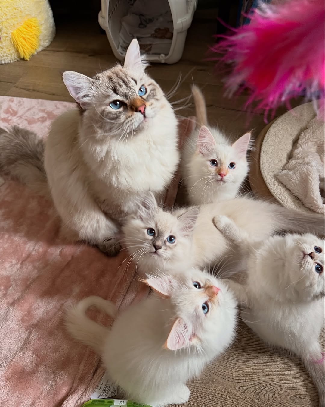 Siberian Cats