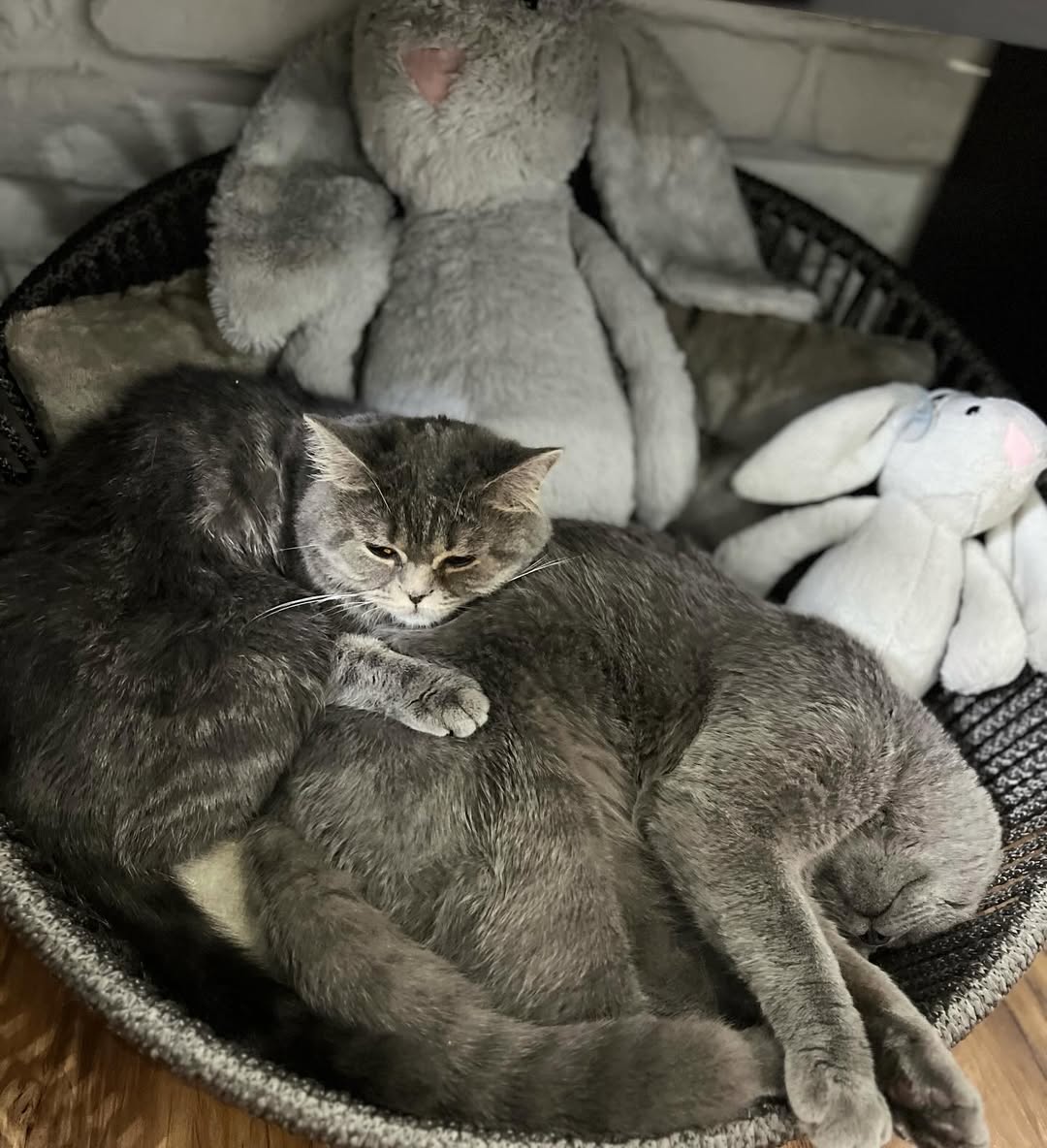 Elite Cat Breeders breed gallery