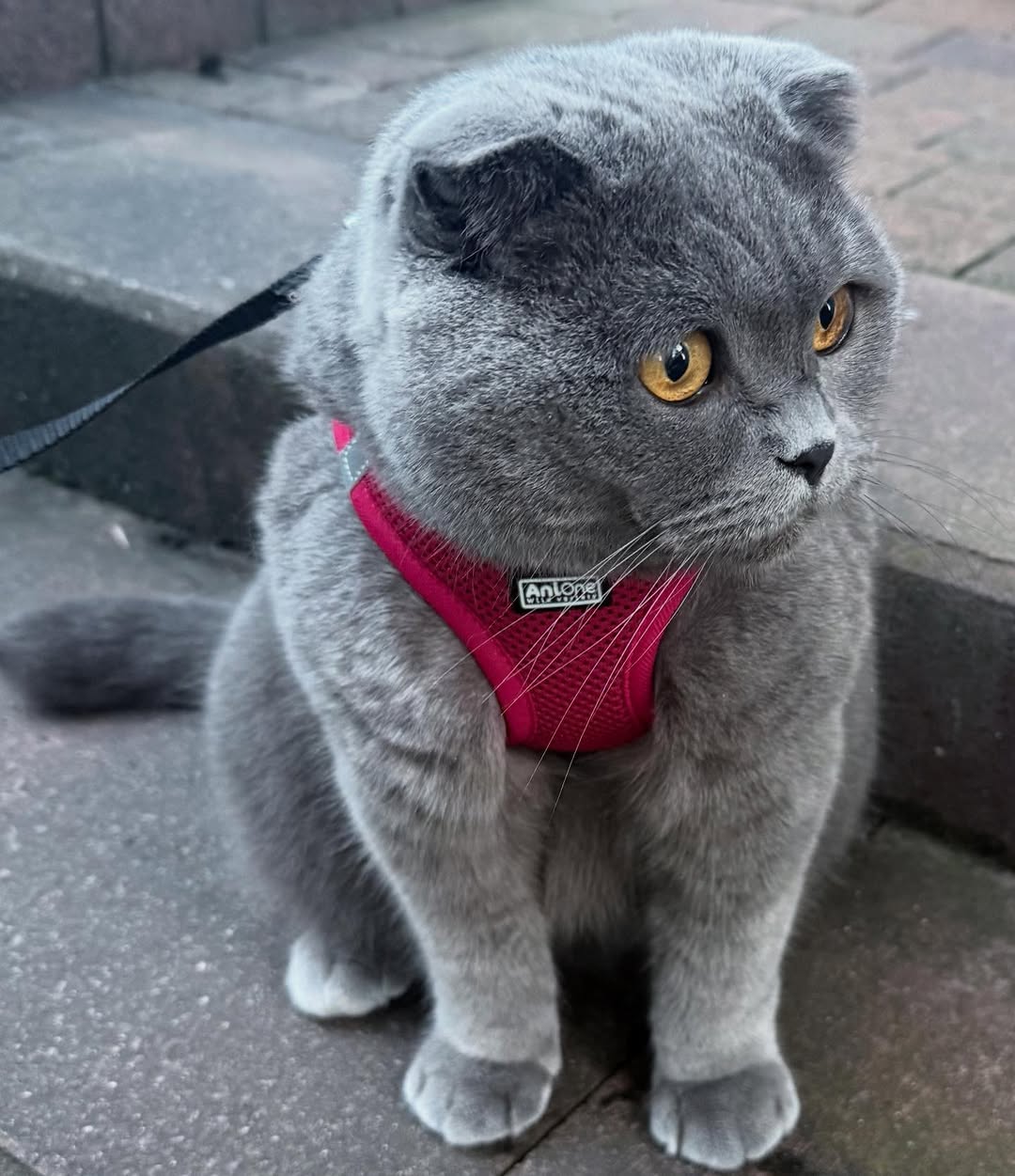 Elite Cat Breeders breed gallery