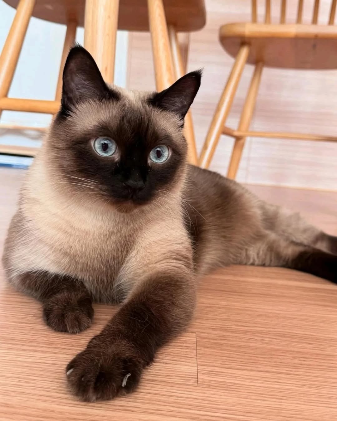Elite Cat Breeders family guidance