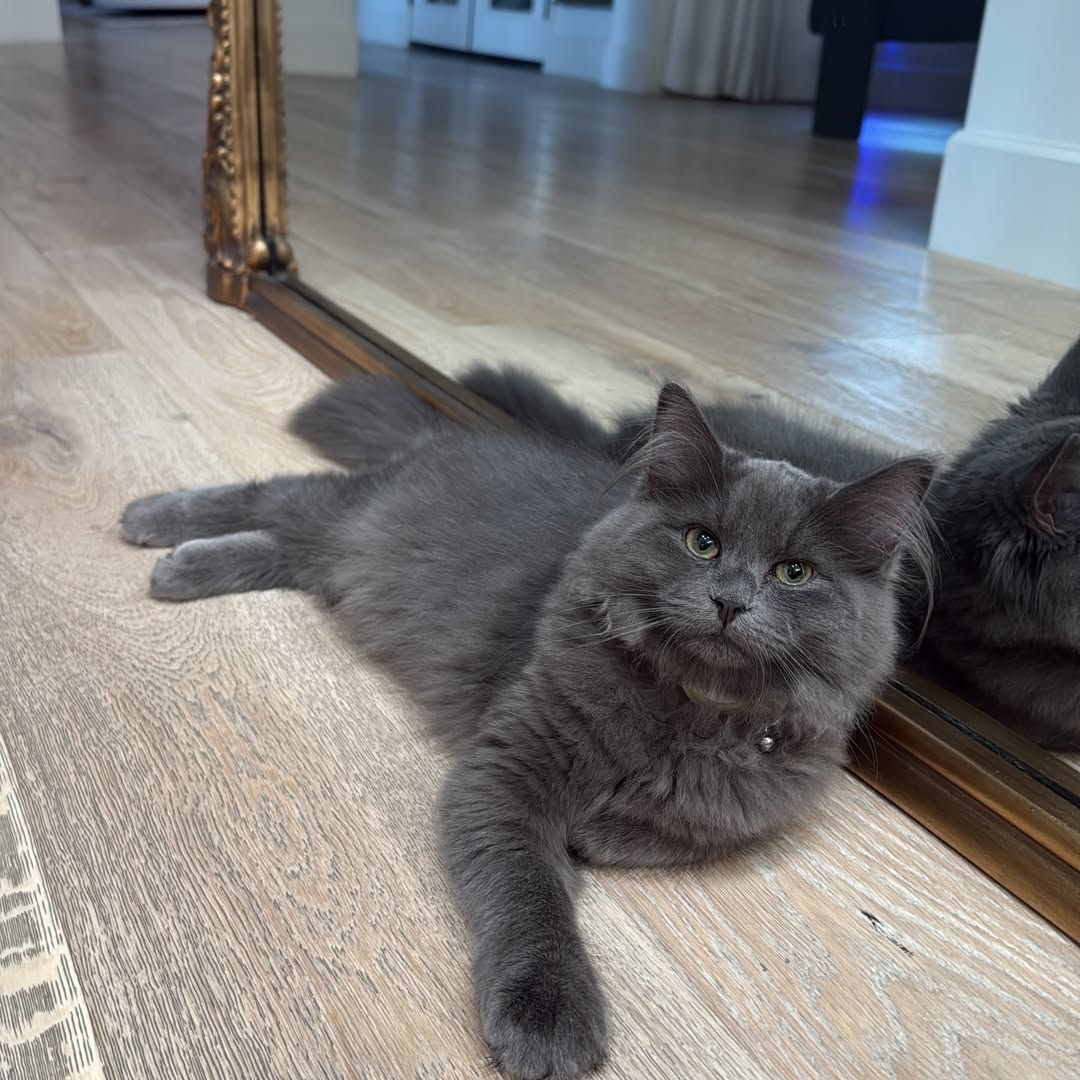 Elite Cat Breeders breed gallery