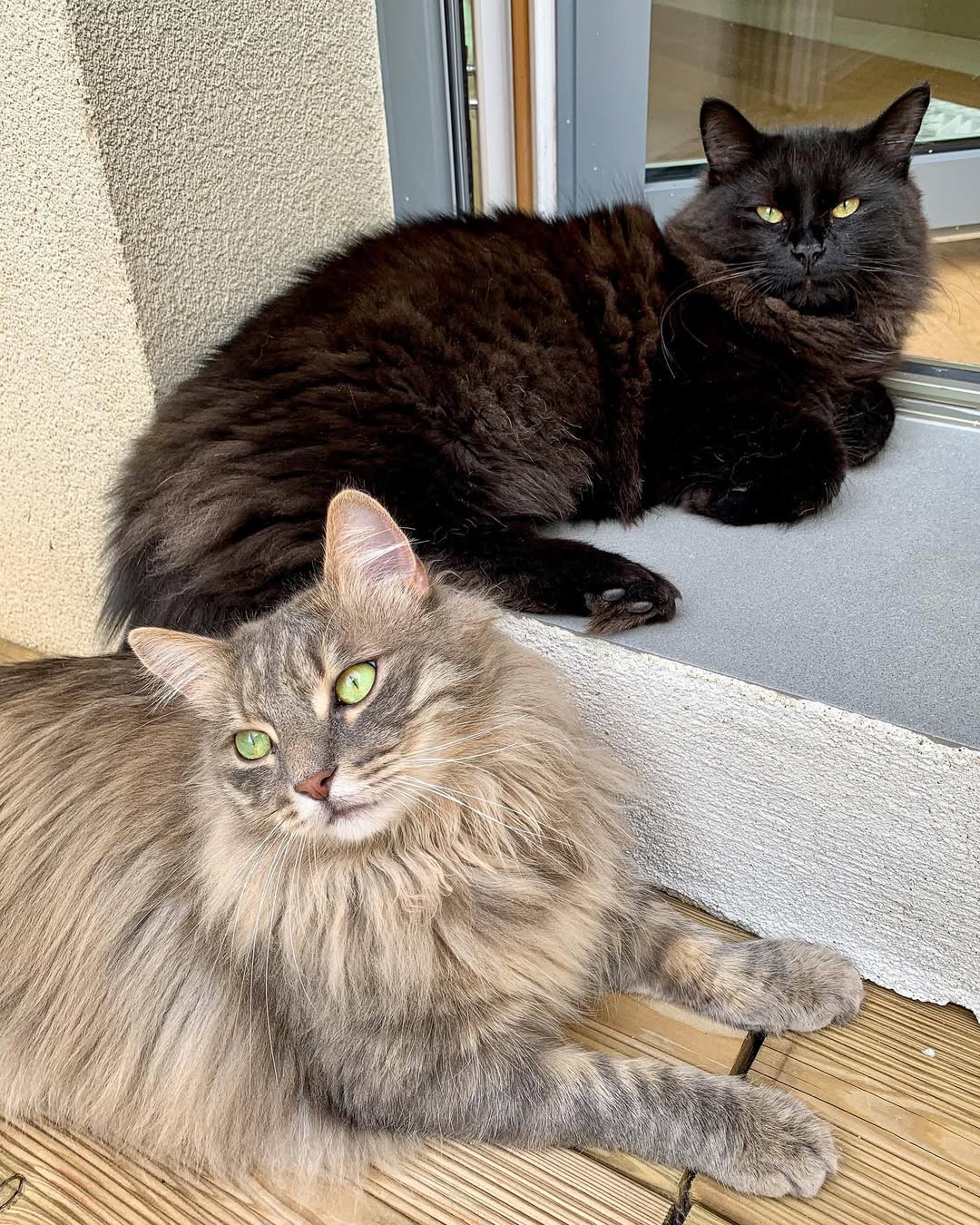 Elite Cat Breeders breed gallery