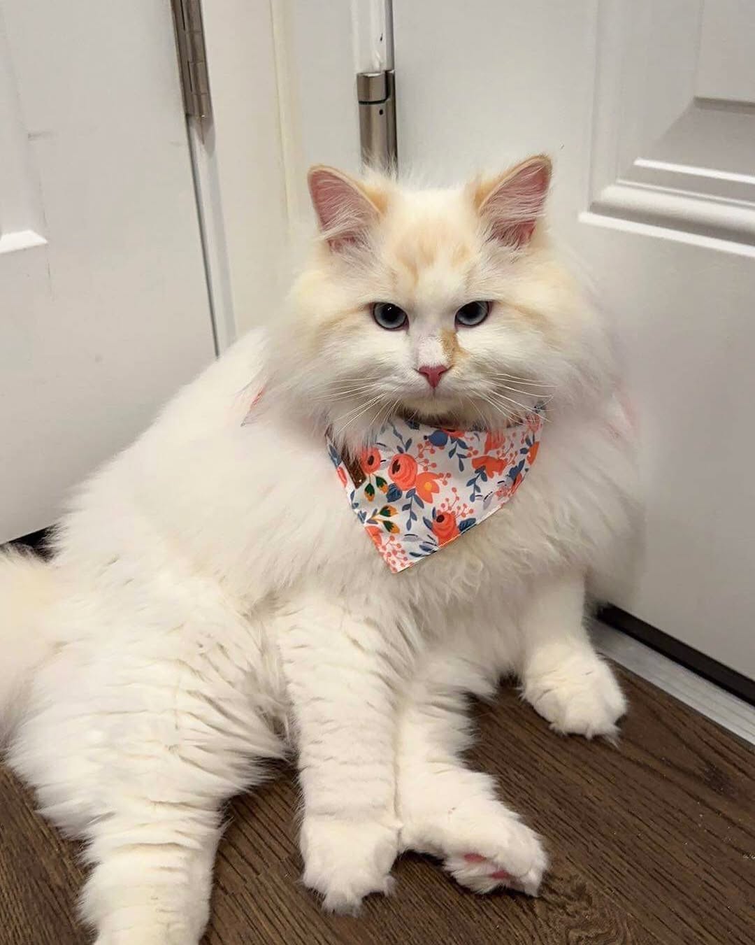 Elite Cat Breeders breed gallery