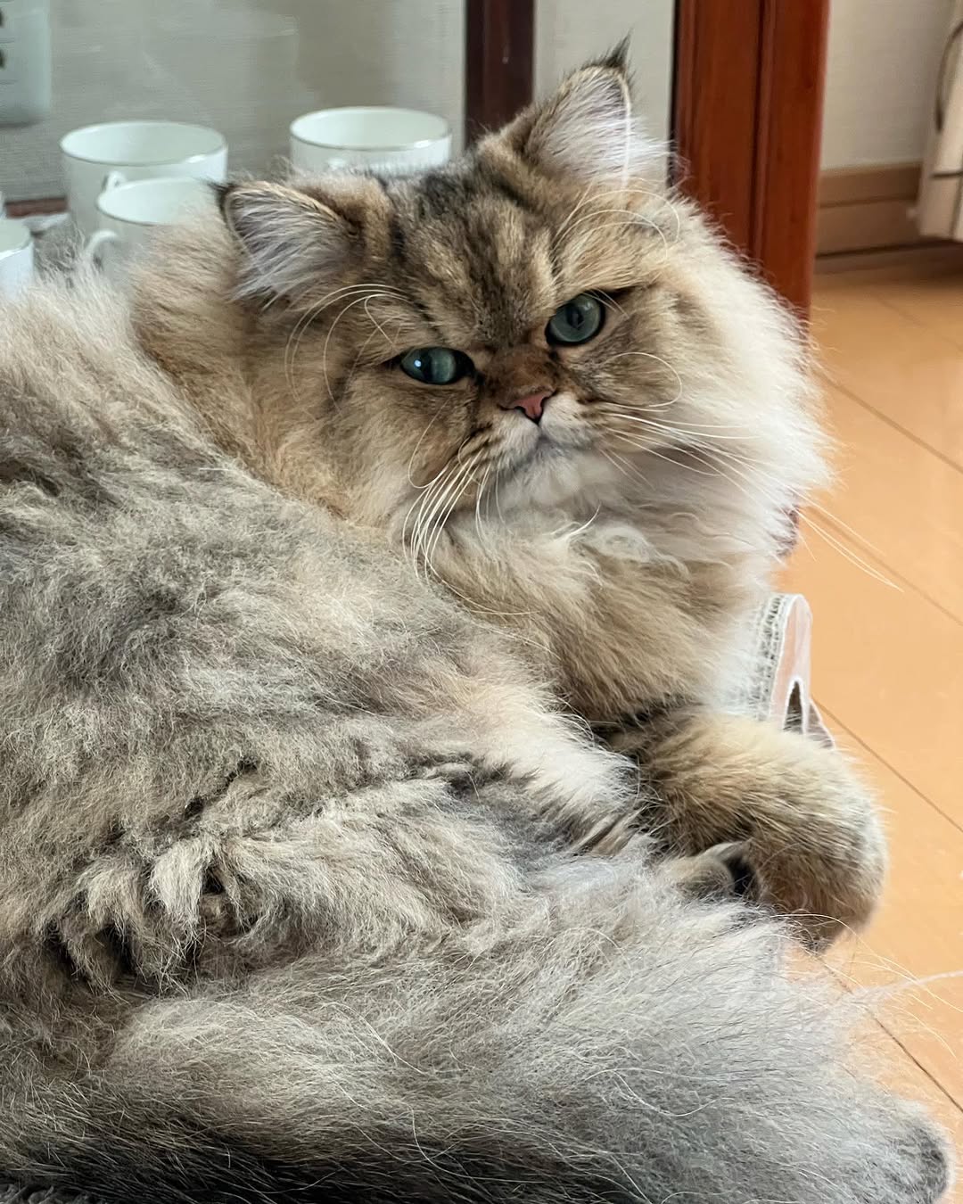 Elite Cat Breeders breed gallery