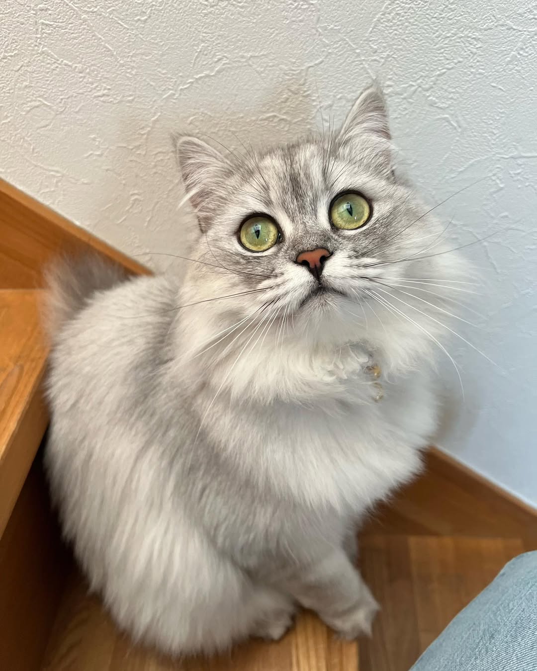 Elite Cat Breeders breed gallery
