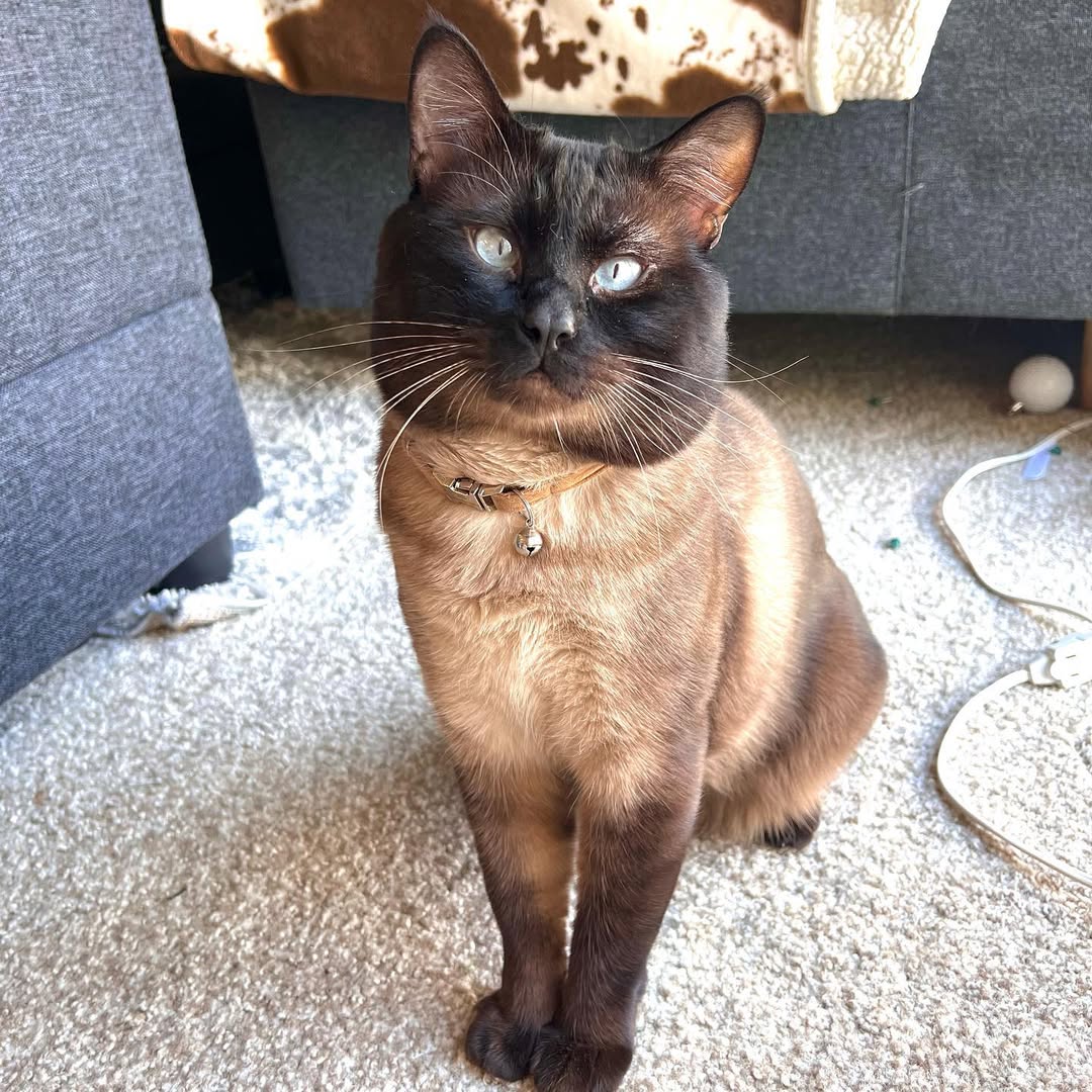 Elite Cat Breeders breed gallery