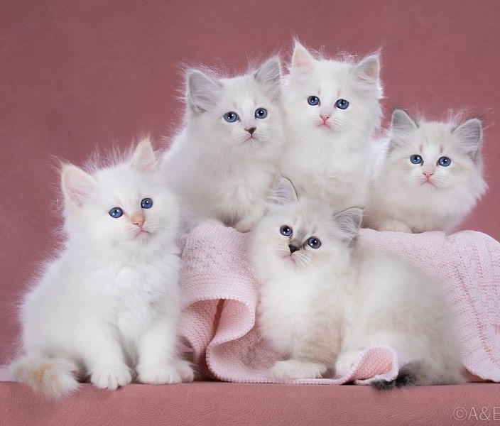 Elite Cat Breeders breed gallery