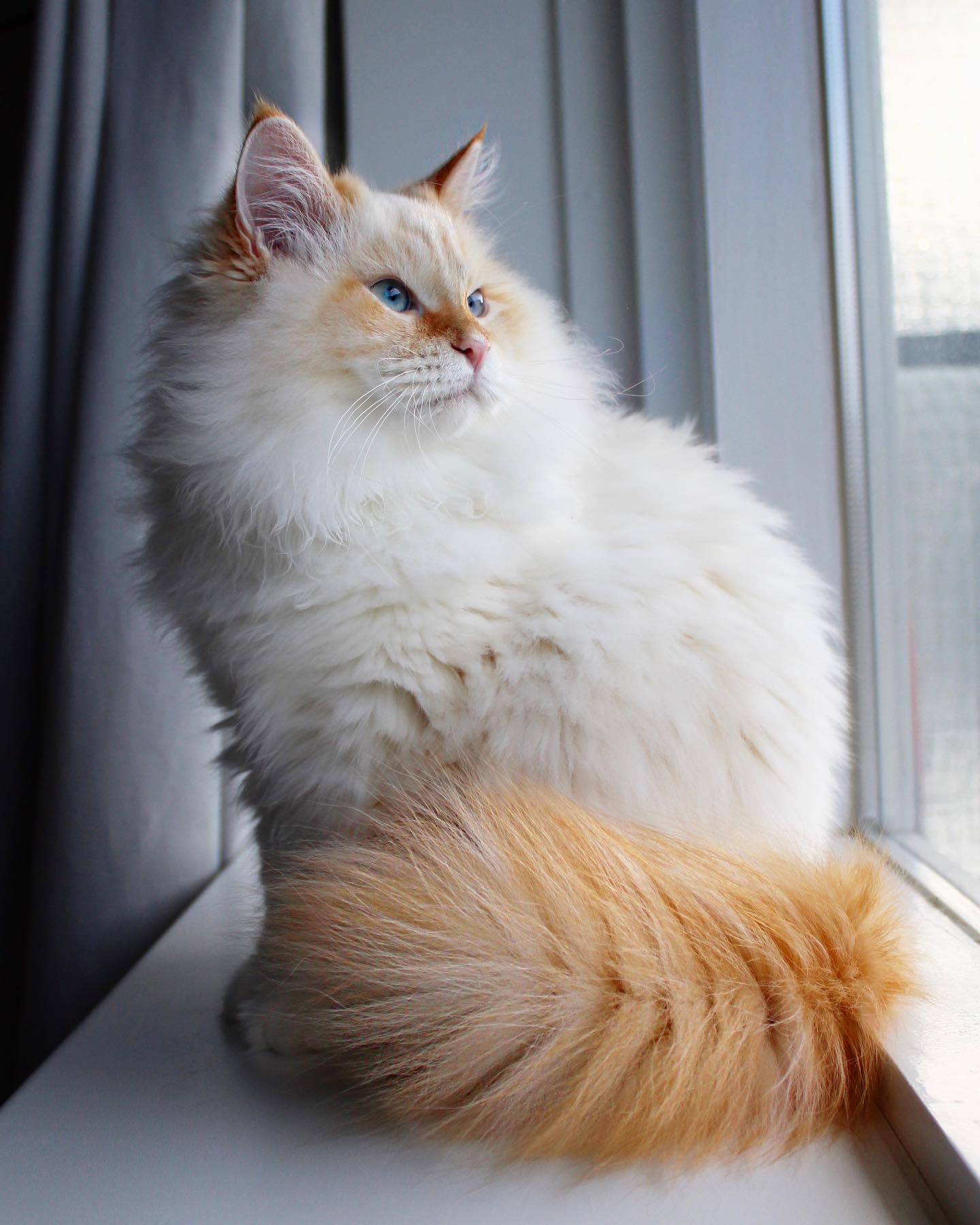 Elite Cat Breeders breed gallery