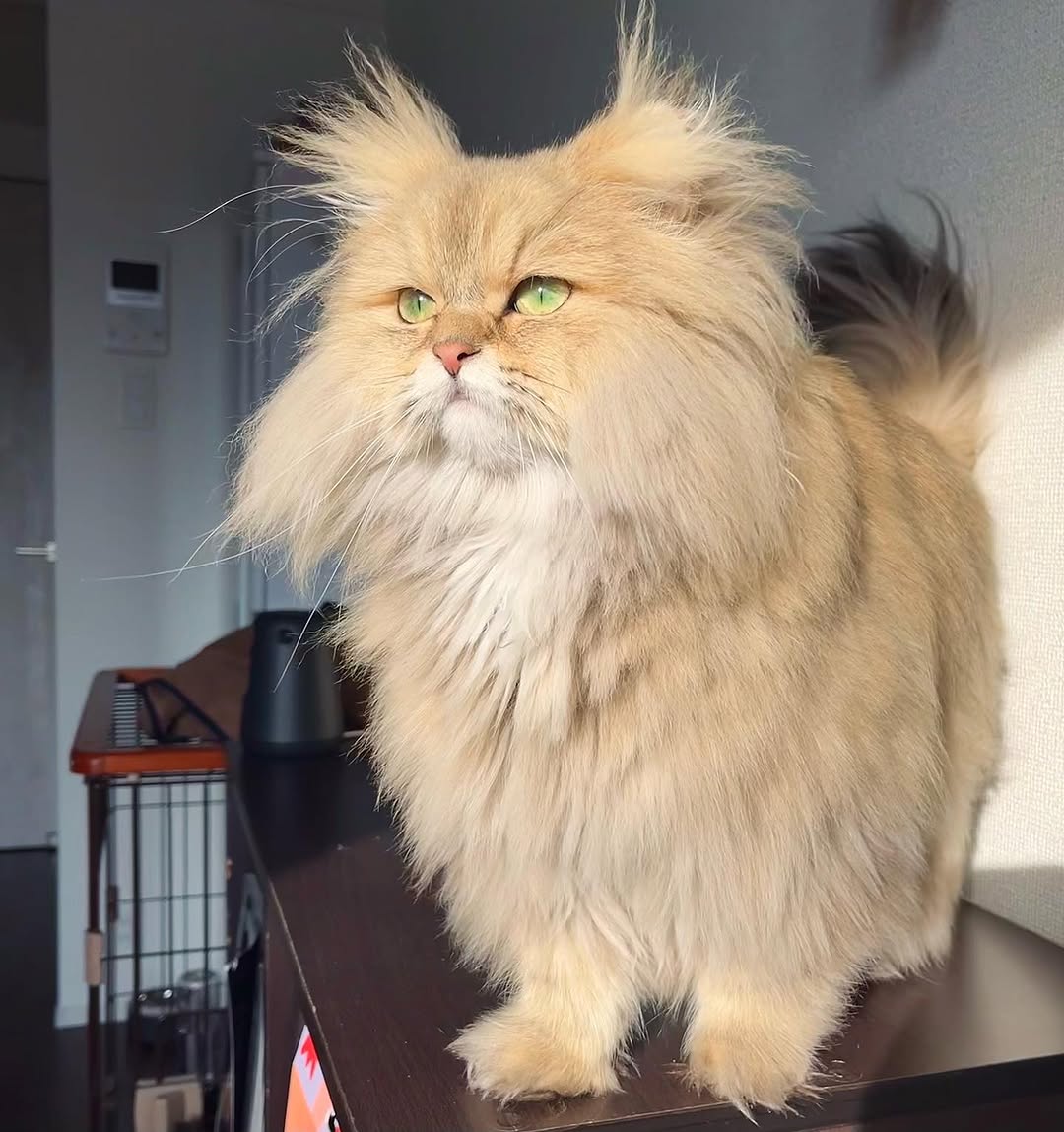 Elite Cat Breeders breed gallery