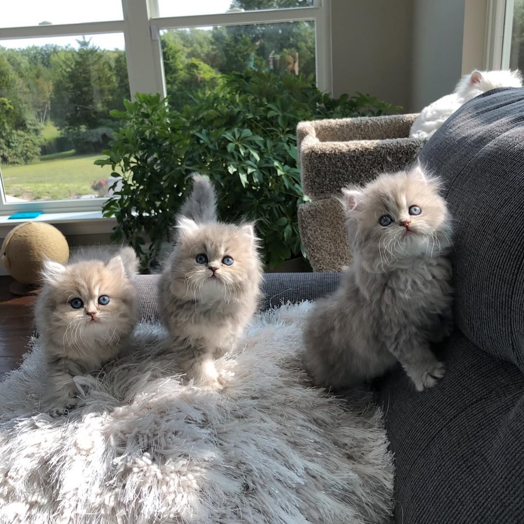Elite Cat Breeders breed gallery