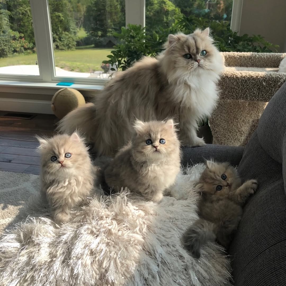 Elite Cat Breeders breed gallery