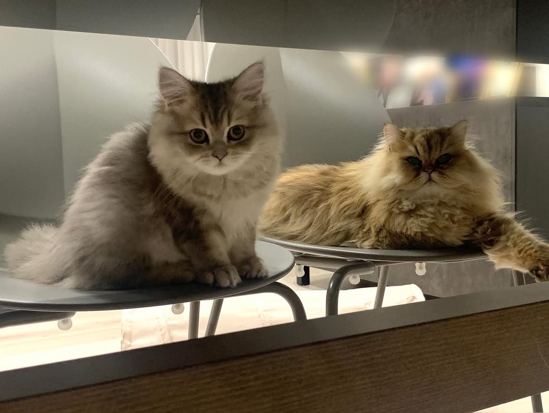 Elite Cat Breeders breed gallery