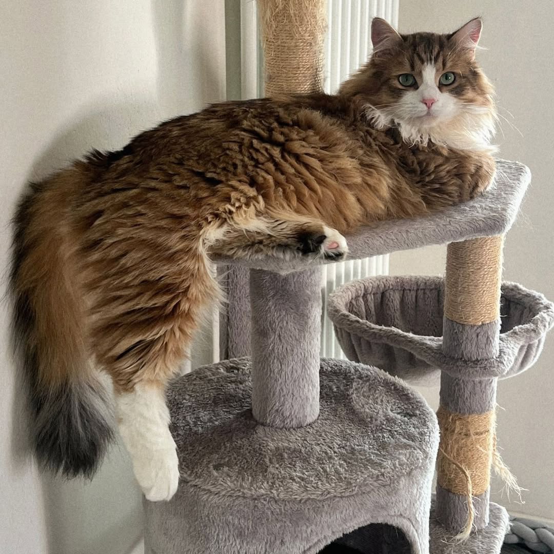 Verify Elite Cat Breeders