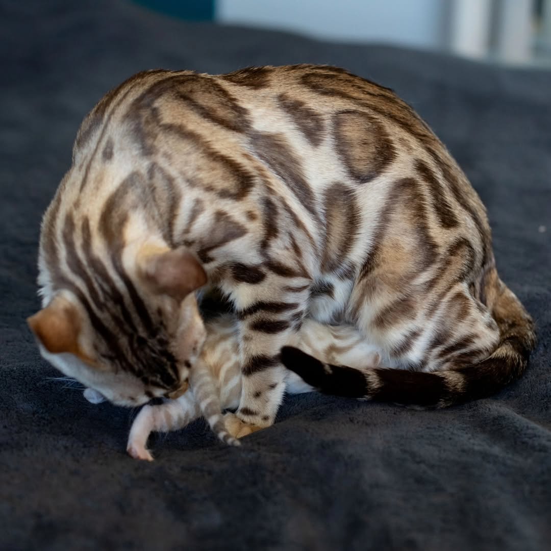 Elite Cat Breeders breed gallery