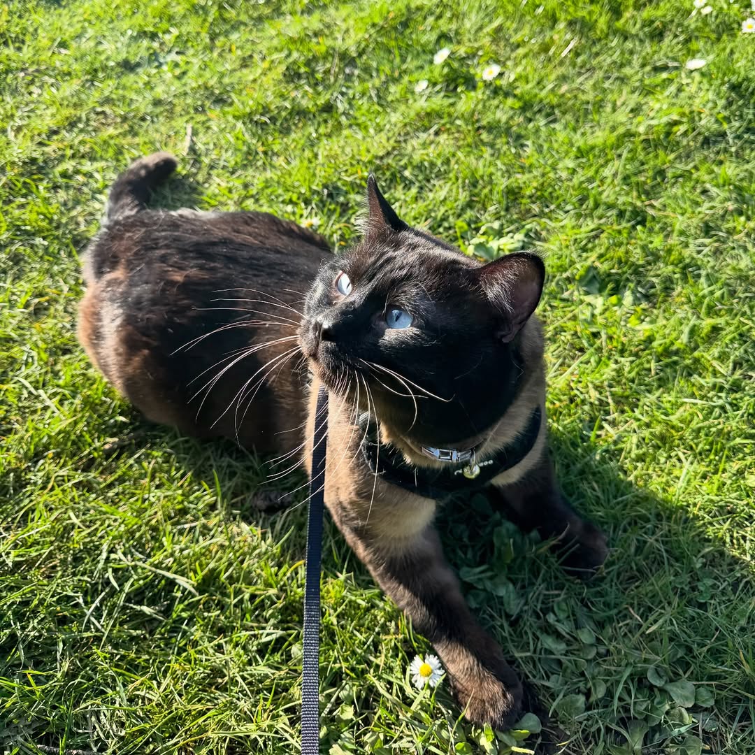 Elite Cat Breeders breed gallery