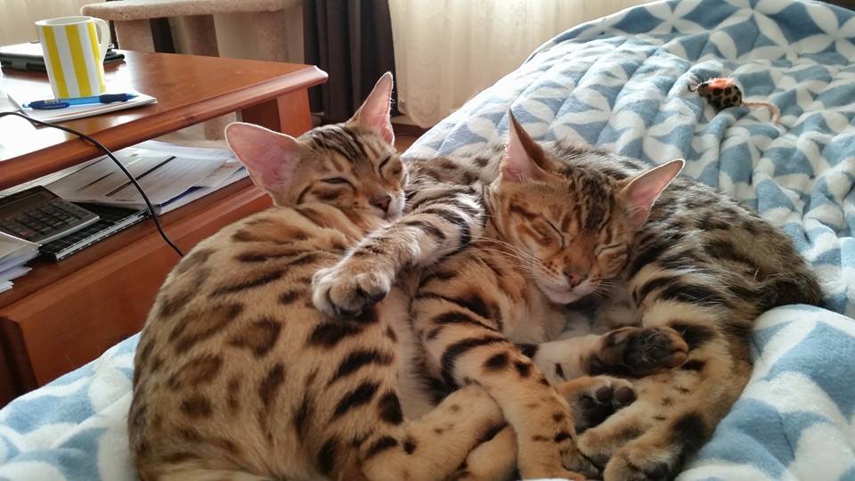 Elite Cat Breeders breed gallery