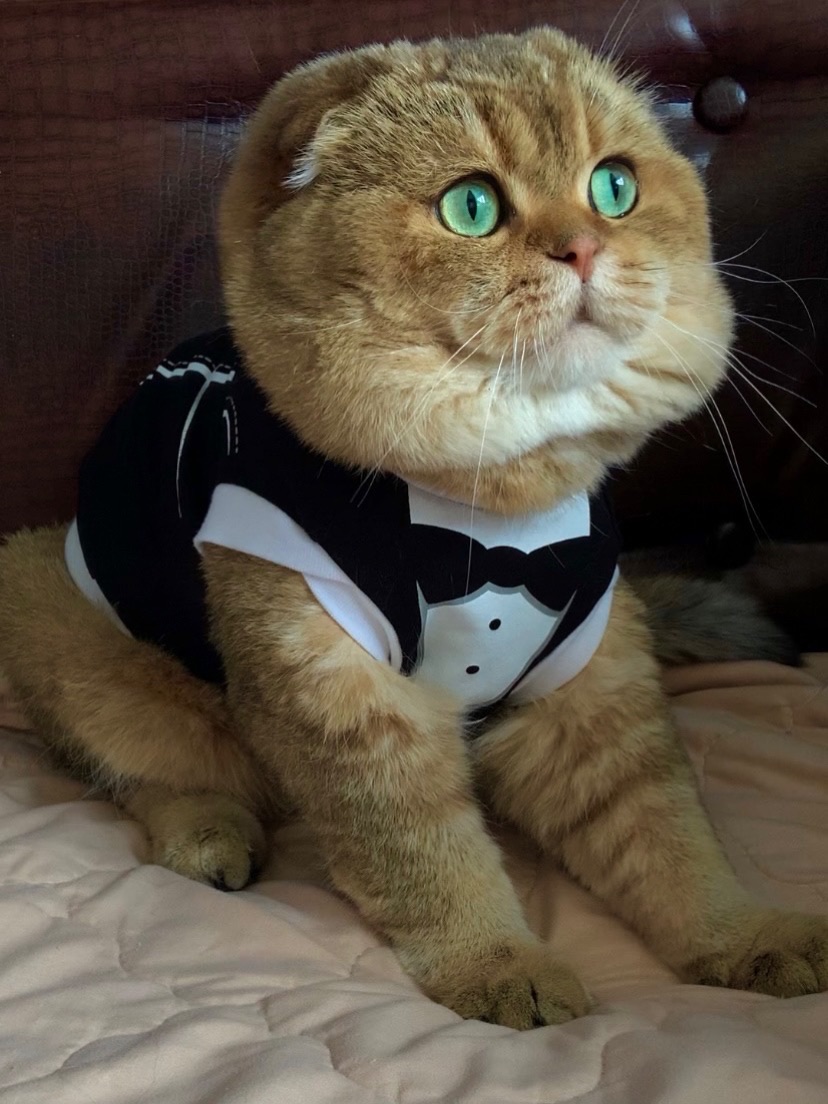 Elite Cat Breeders breed gallery