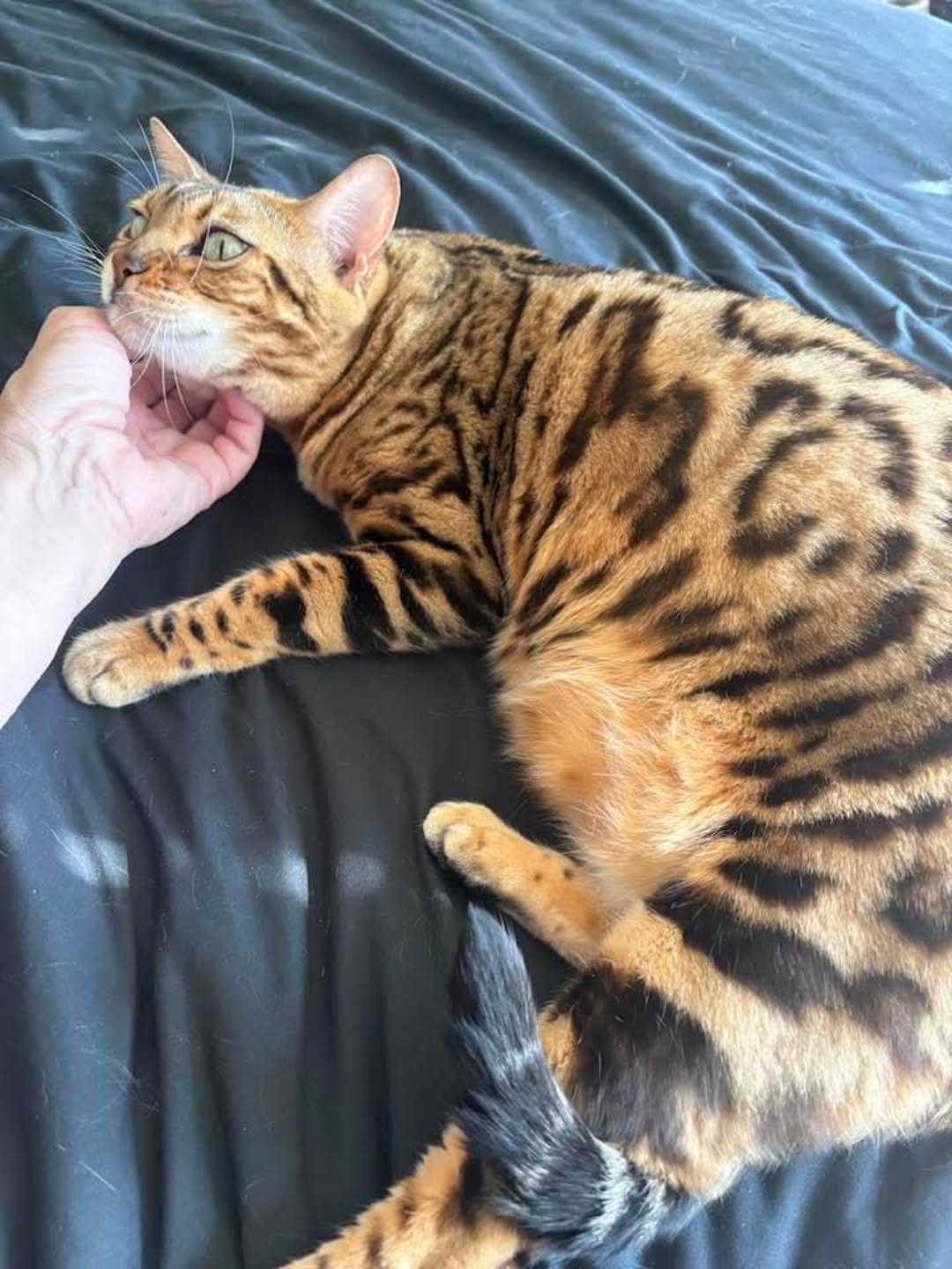 Elite Cat Breeders breed gallery