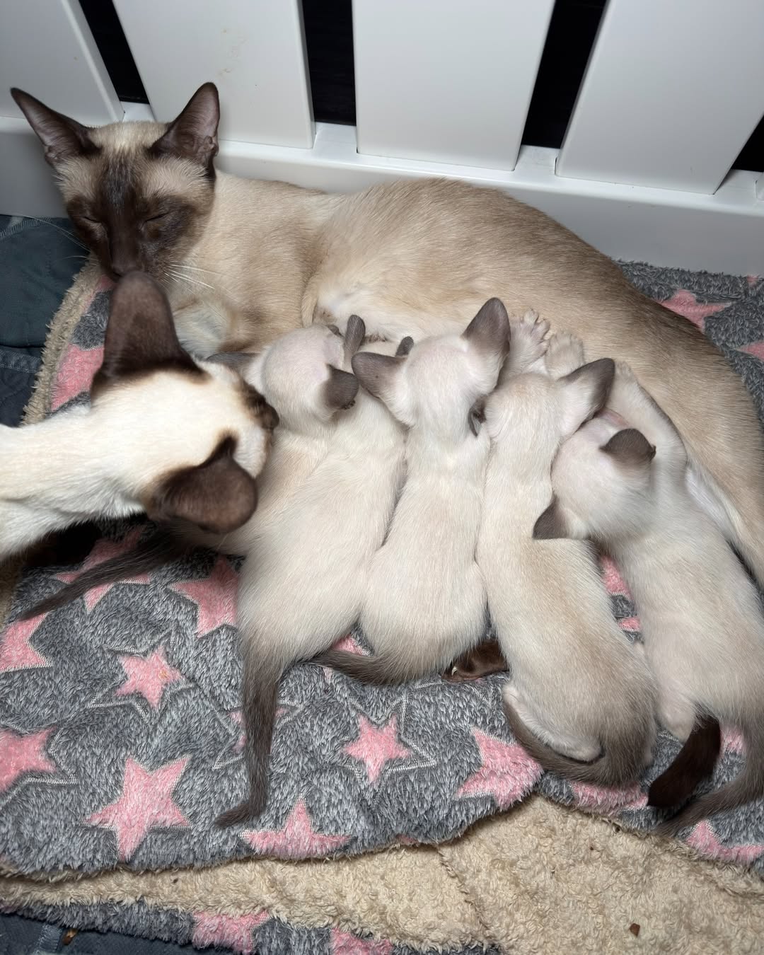 Elite Cat Breeders breed gallery