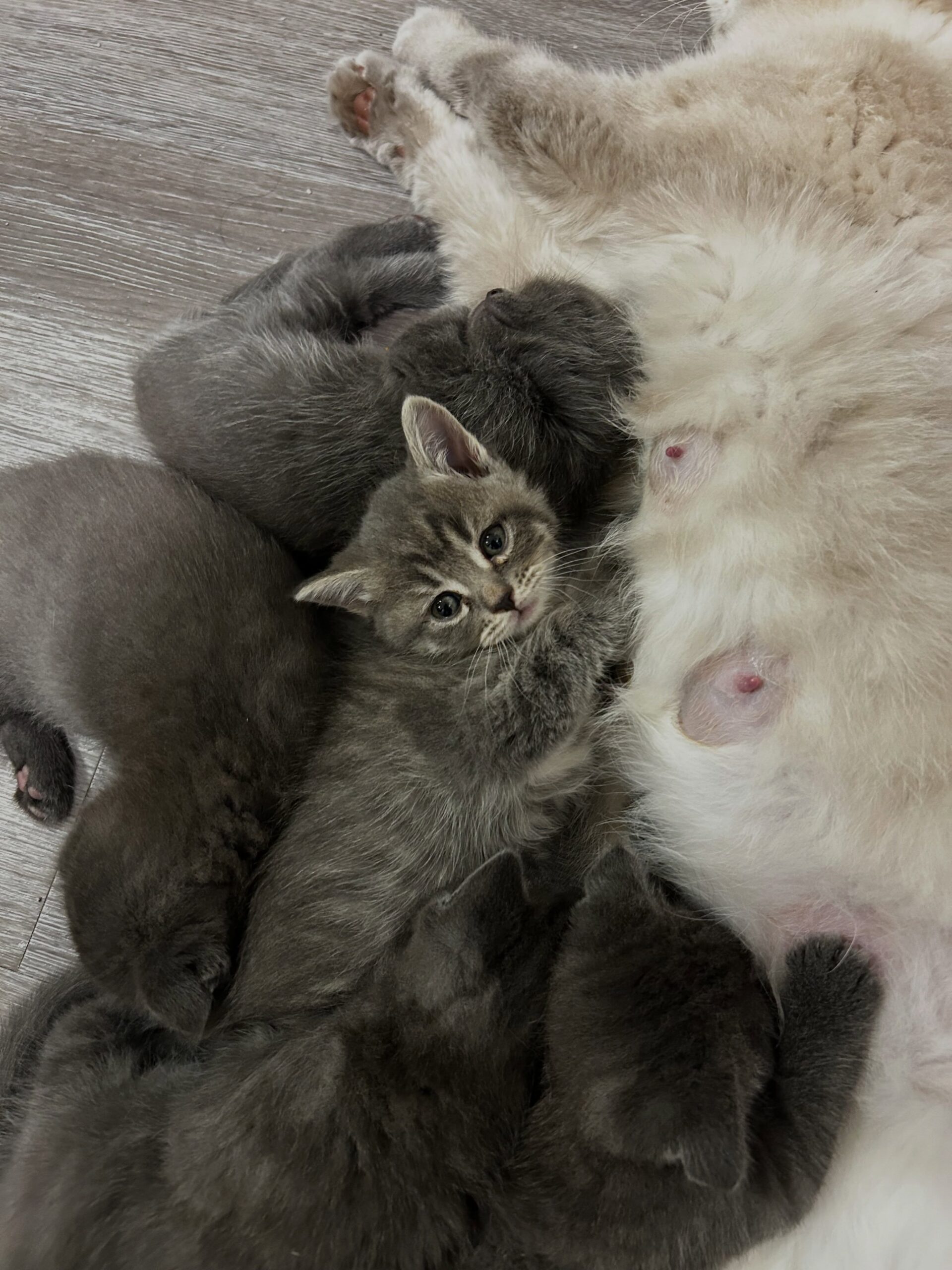 Elite Cat Breeders breed gallery