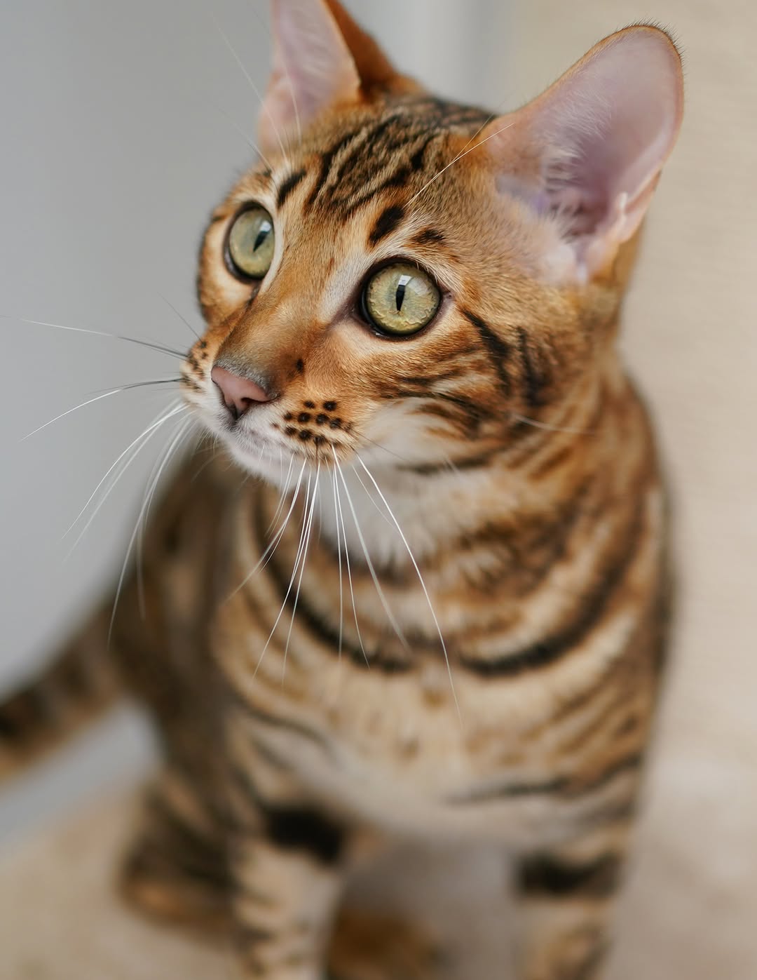 Elite Cat Breeders breed gallery