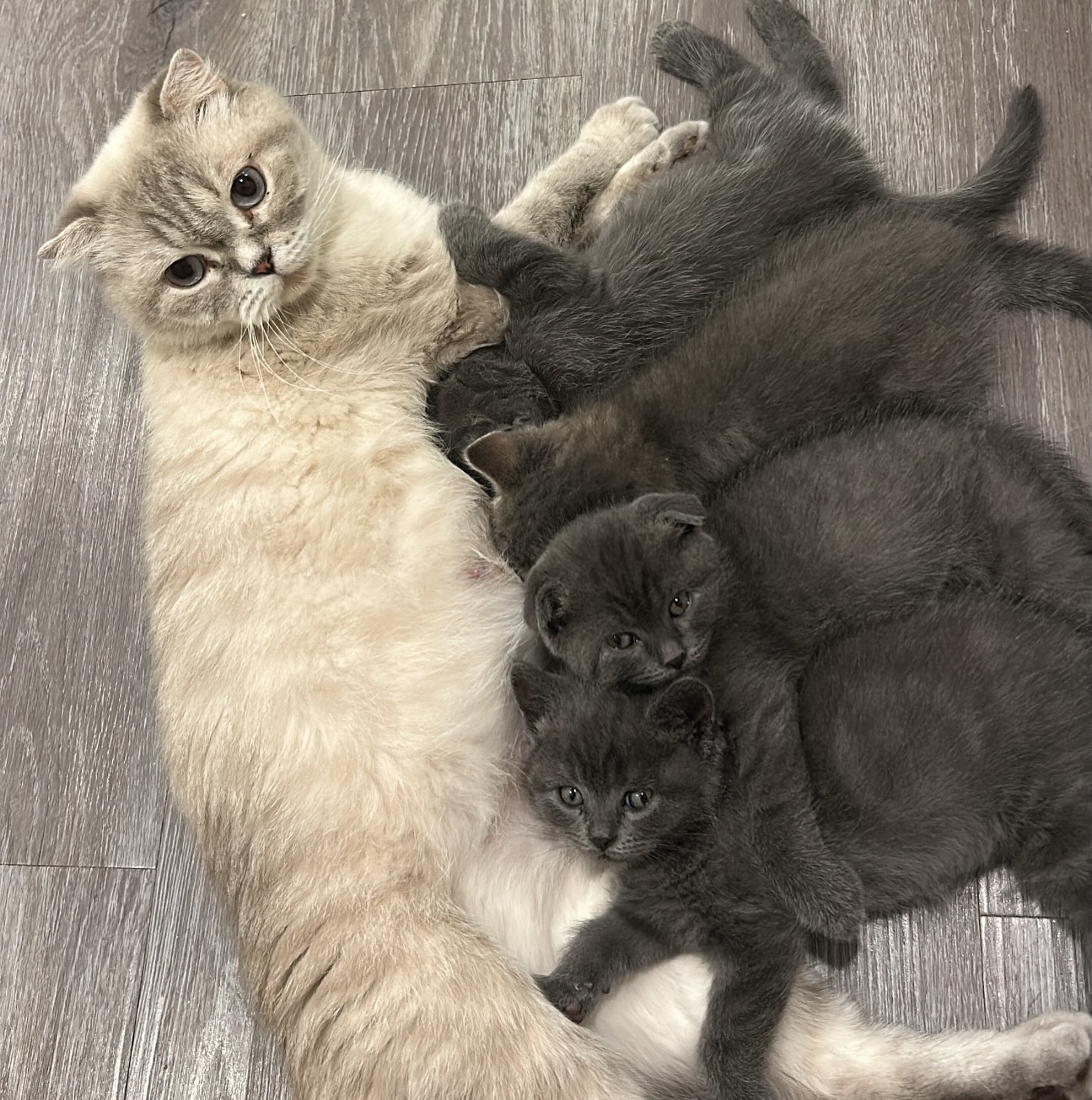 Elite Cat Breeders breed gallery