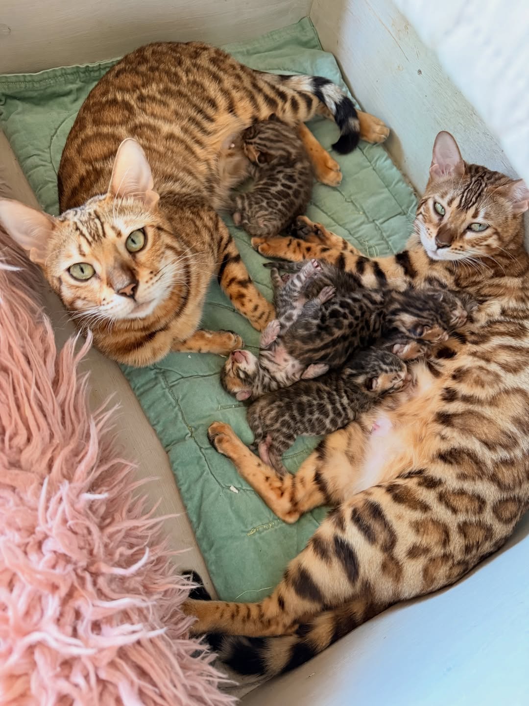 Elite Cat Breeders breed gallery