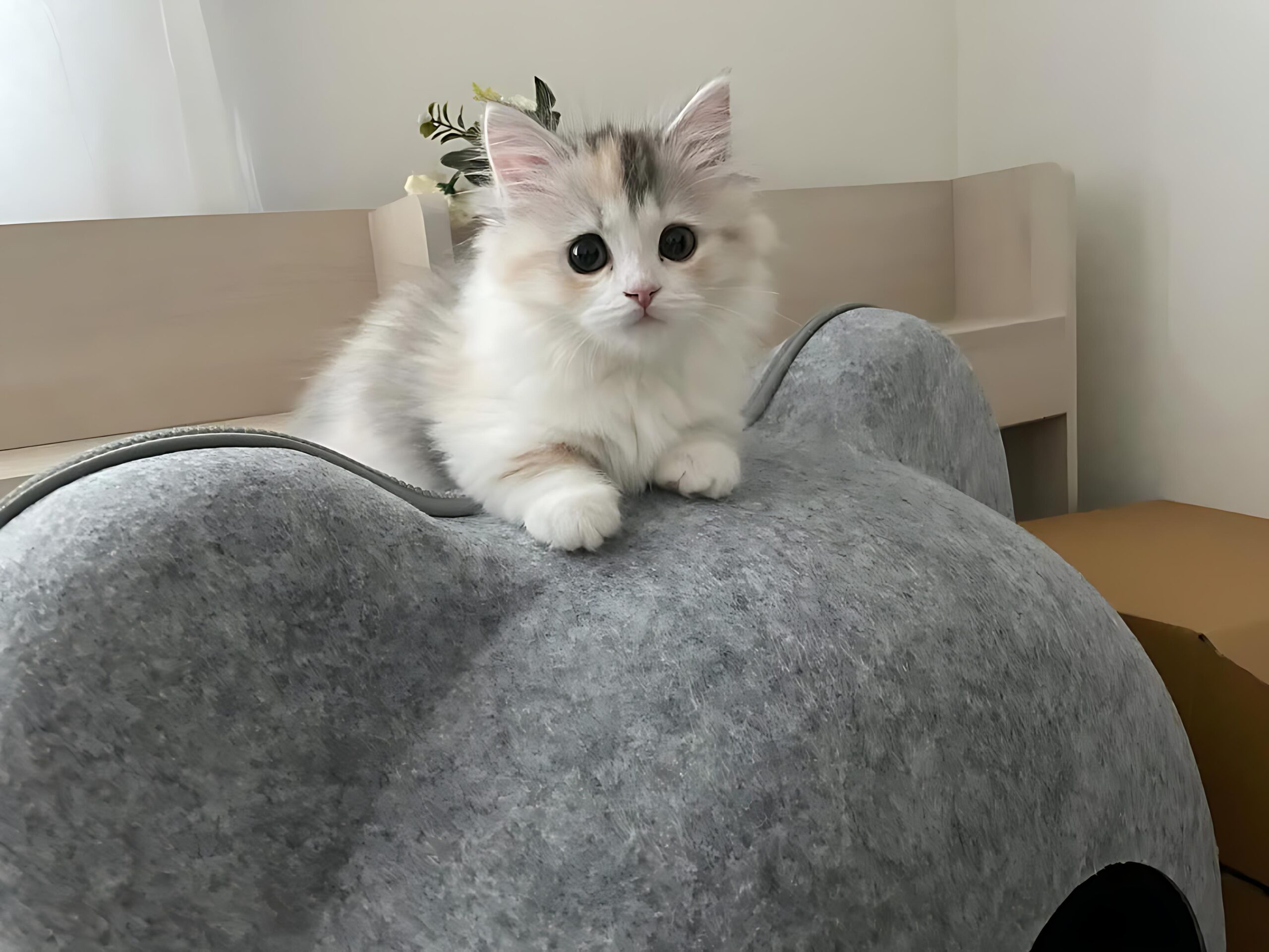 Elite Cat Breeders breed gallery