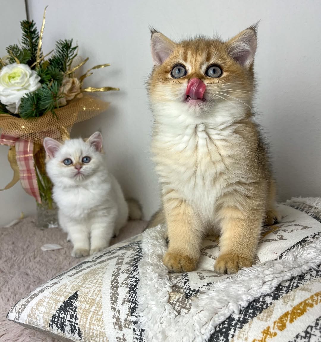 Amelia & Aiden — Scottish Fold Pair