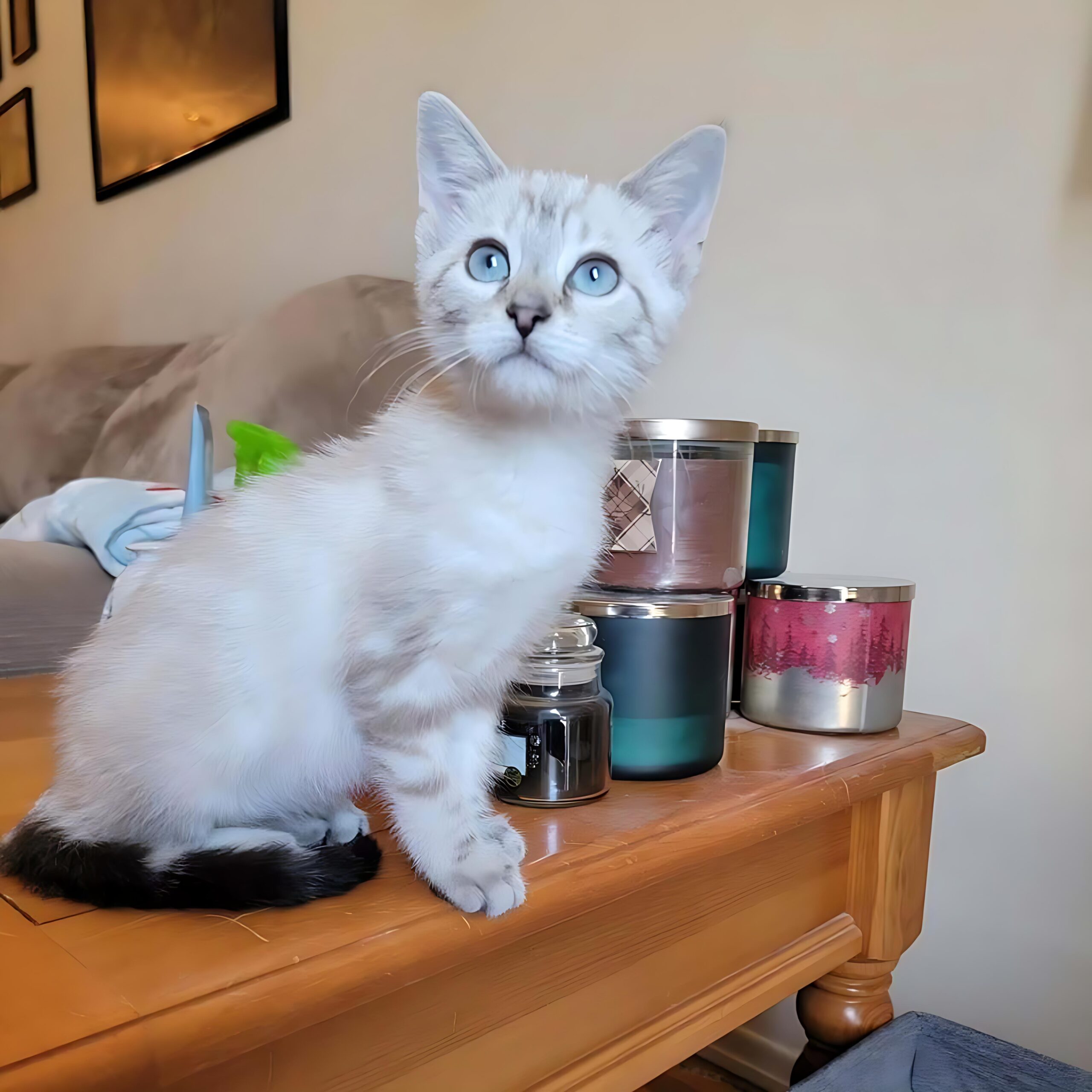 Angela — Siamese Female