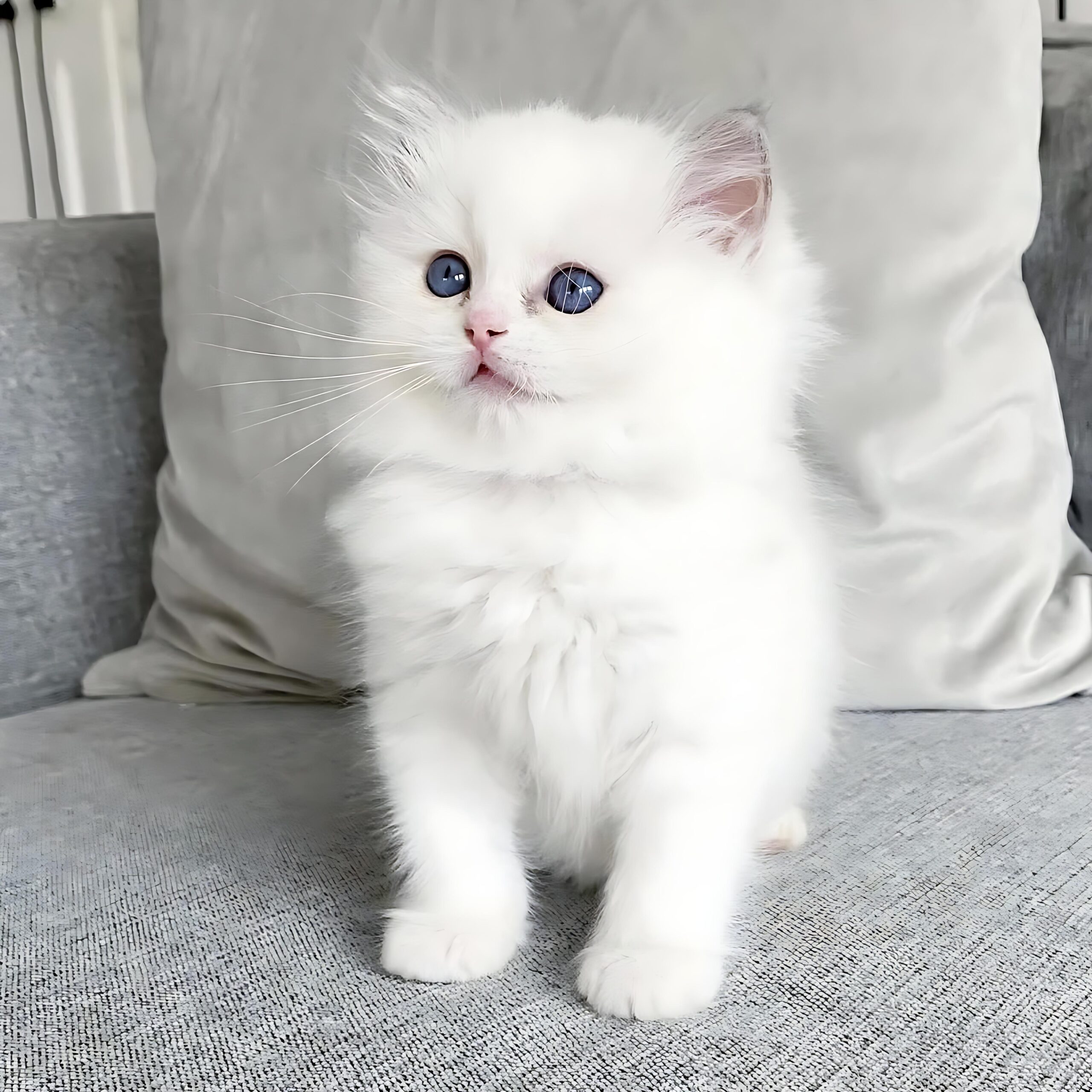 Elite Cat Breeders breed gallery