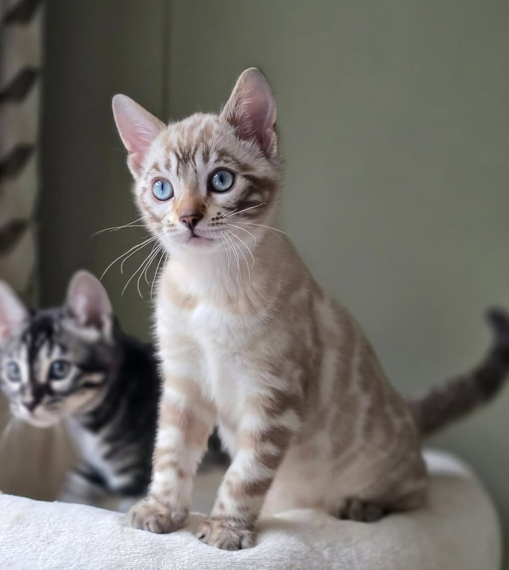 Anita — Bengal Female