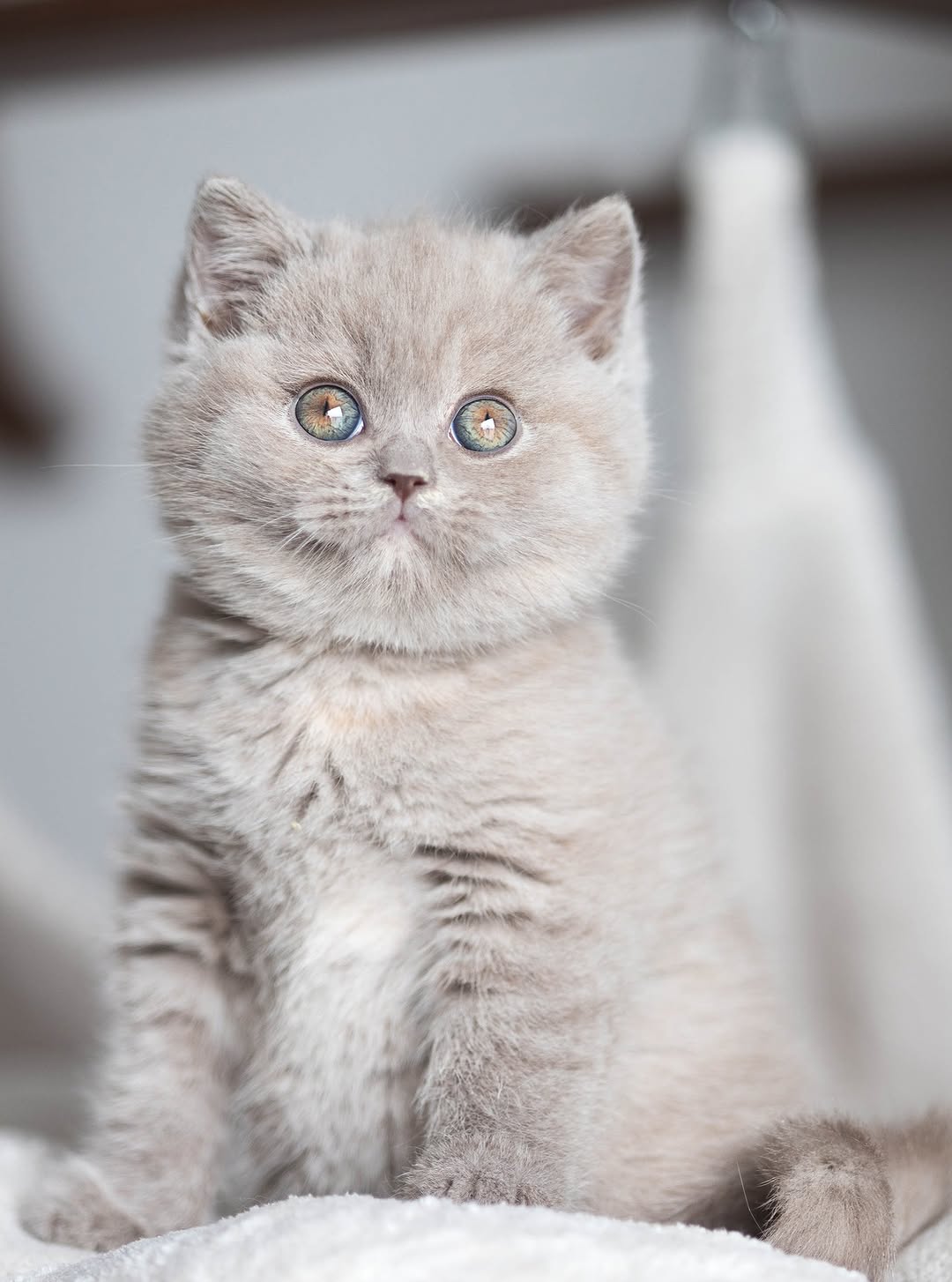 Anne — British Shorthair Female
