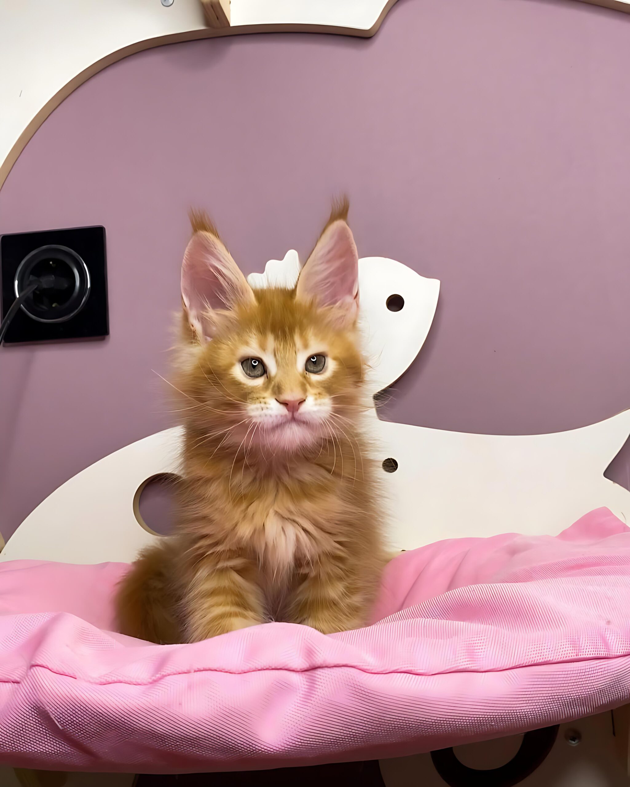 Annette — Maine Coon Female