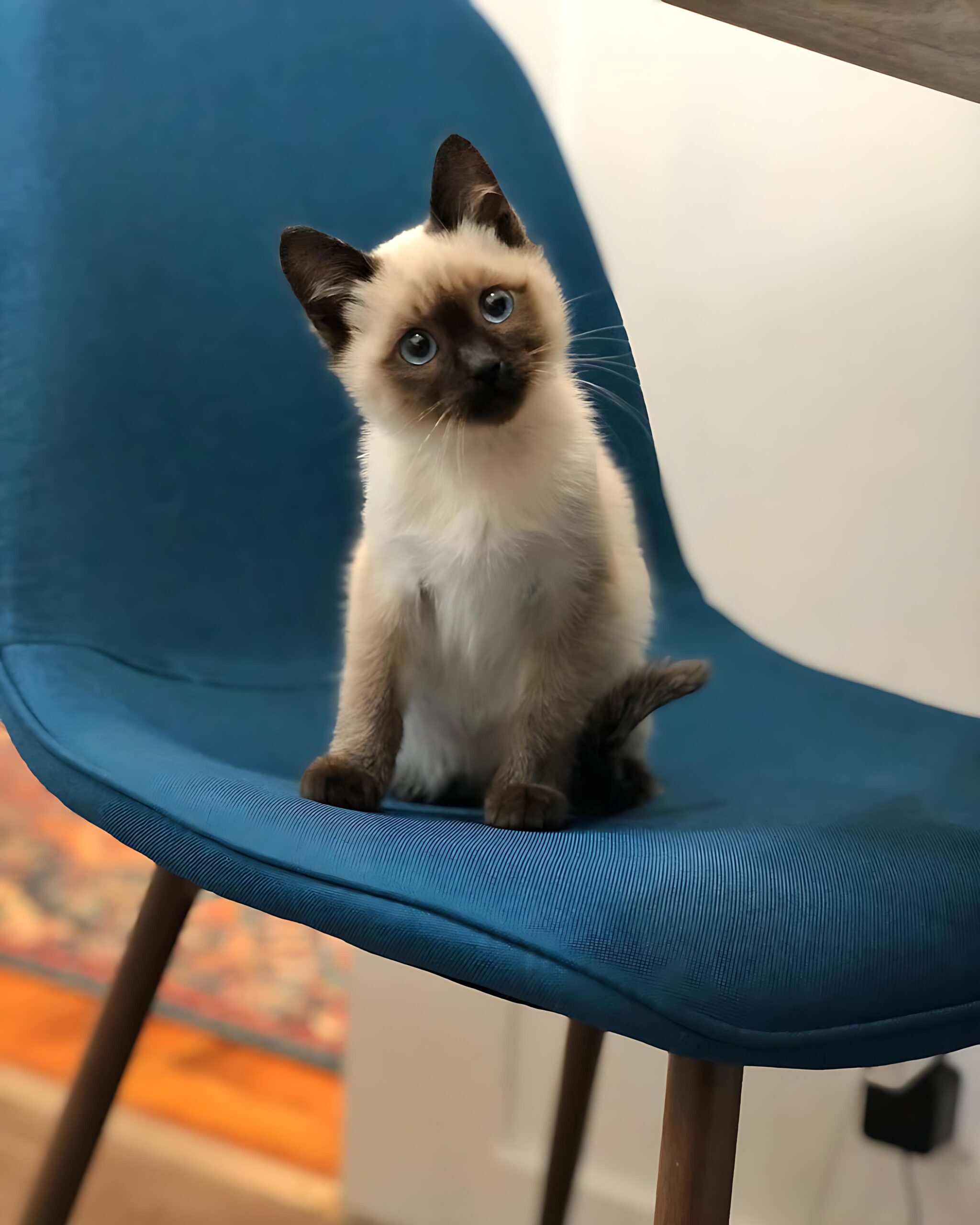 Anselm — Siamese Male
