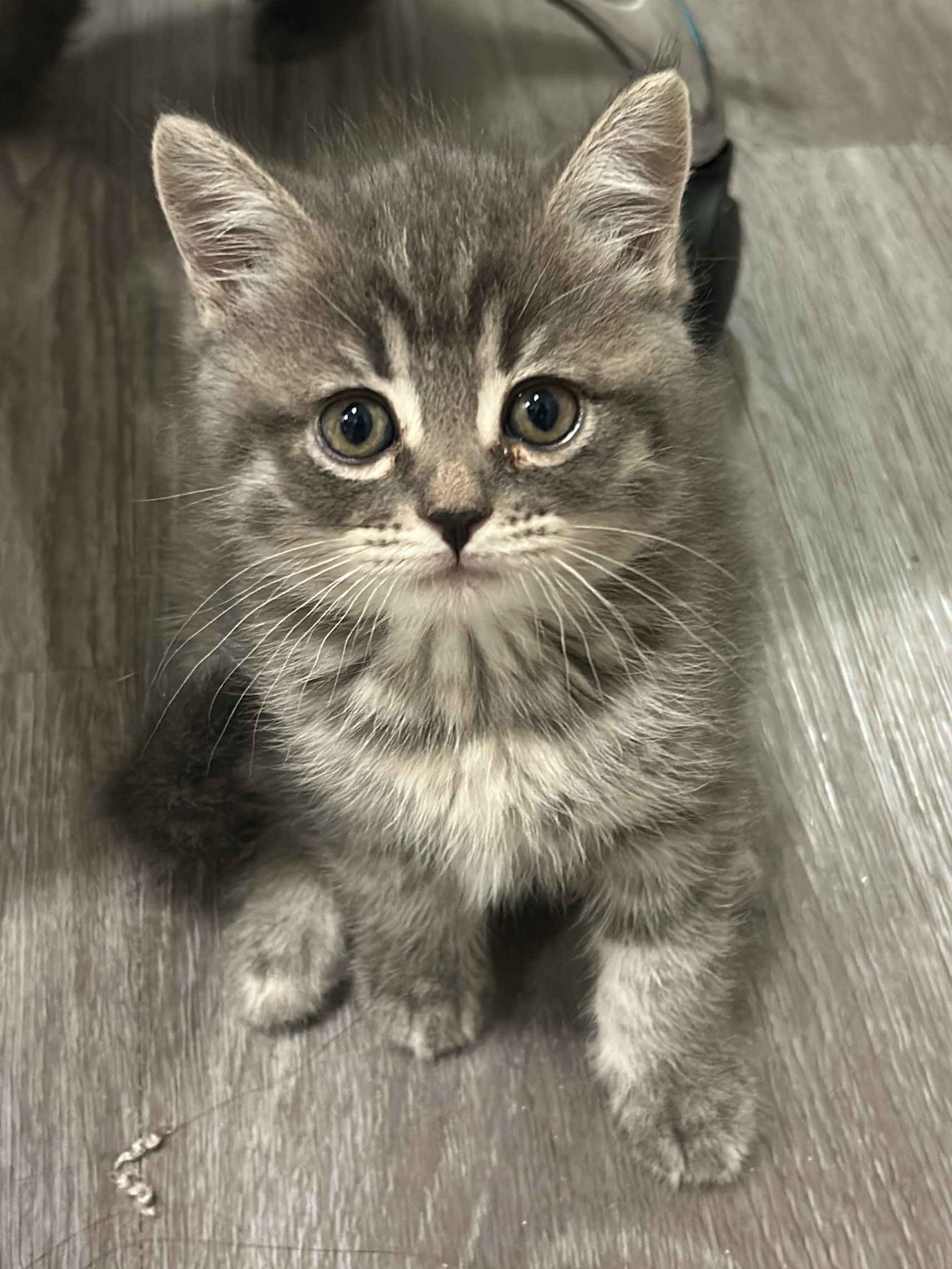 Aria — Scottish Fold Female