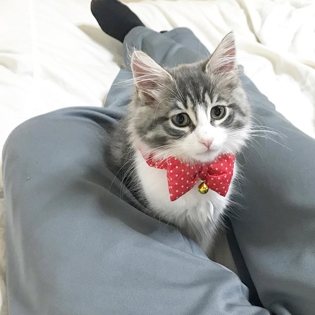 Austin — Norwegian Forest Male