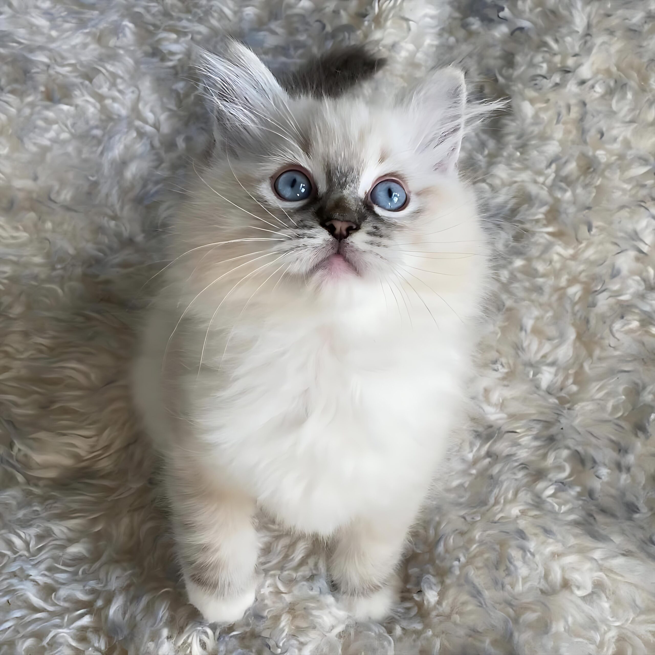 Ragdoll Kittens for Sale