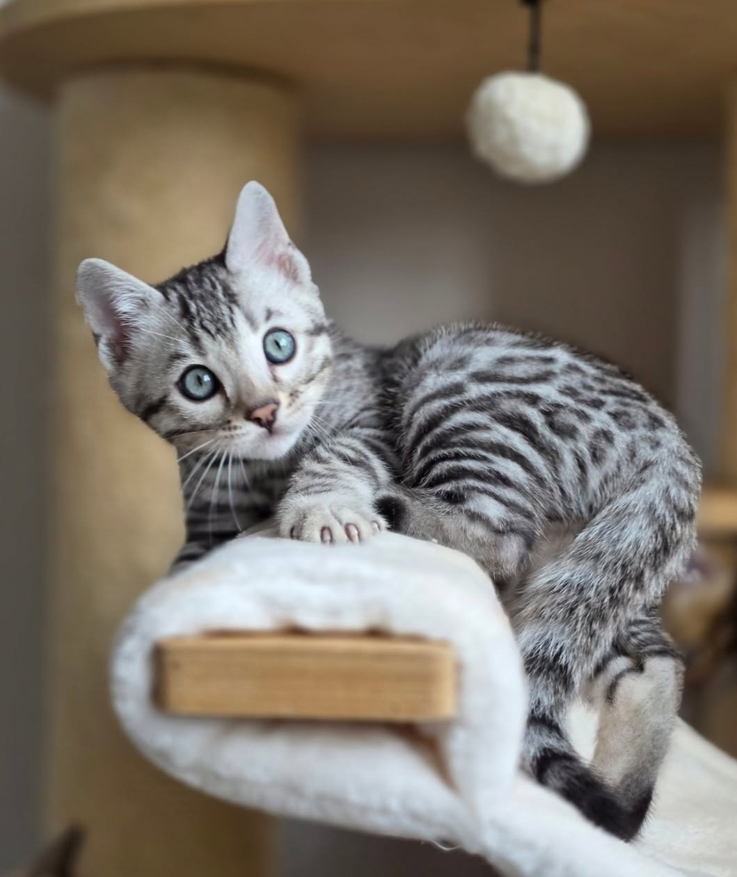 Bianca — Bengal Female