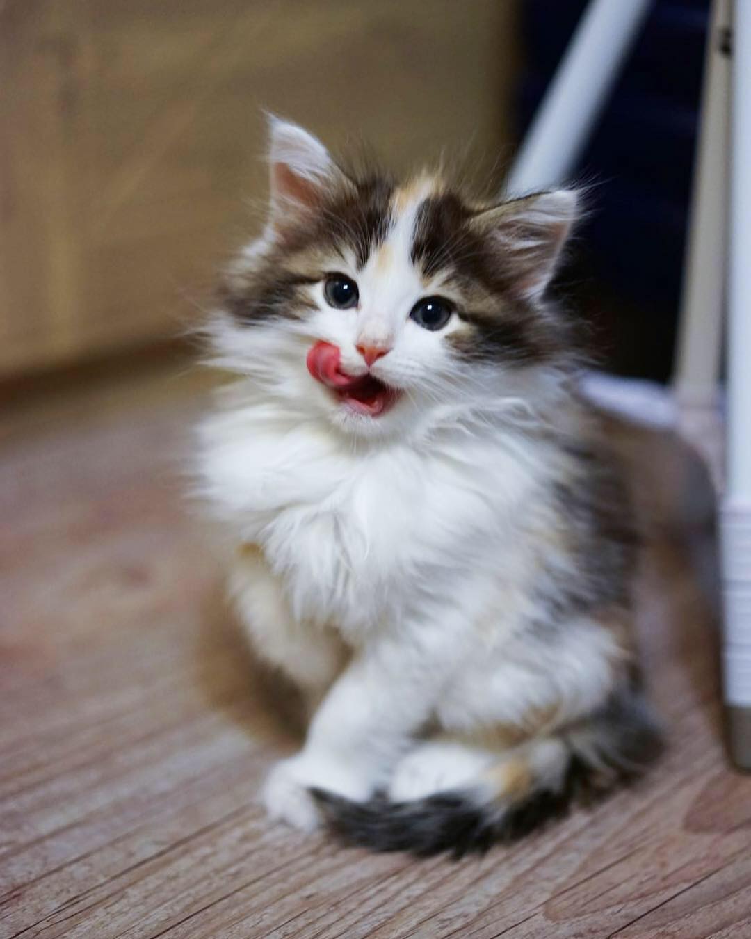 Bibi — Norwegian Forest Female