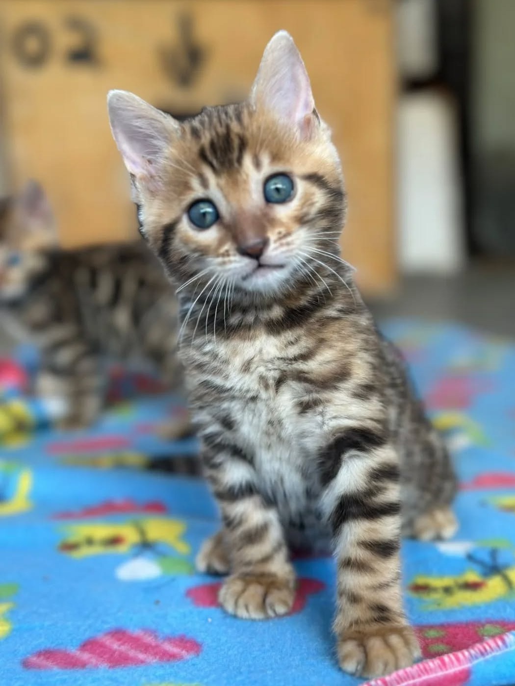 Billie — Bengal Female