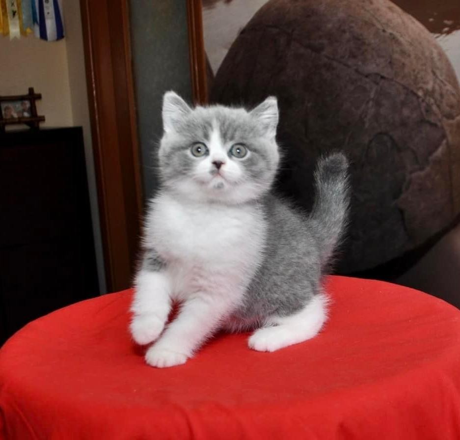 Breezy — British Shorthair Male