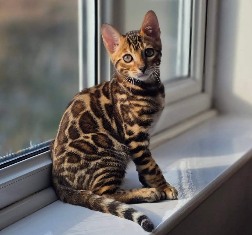 Brian — Bengal Male