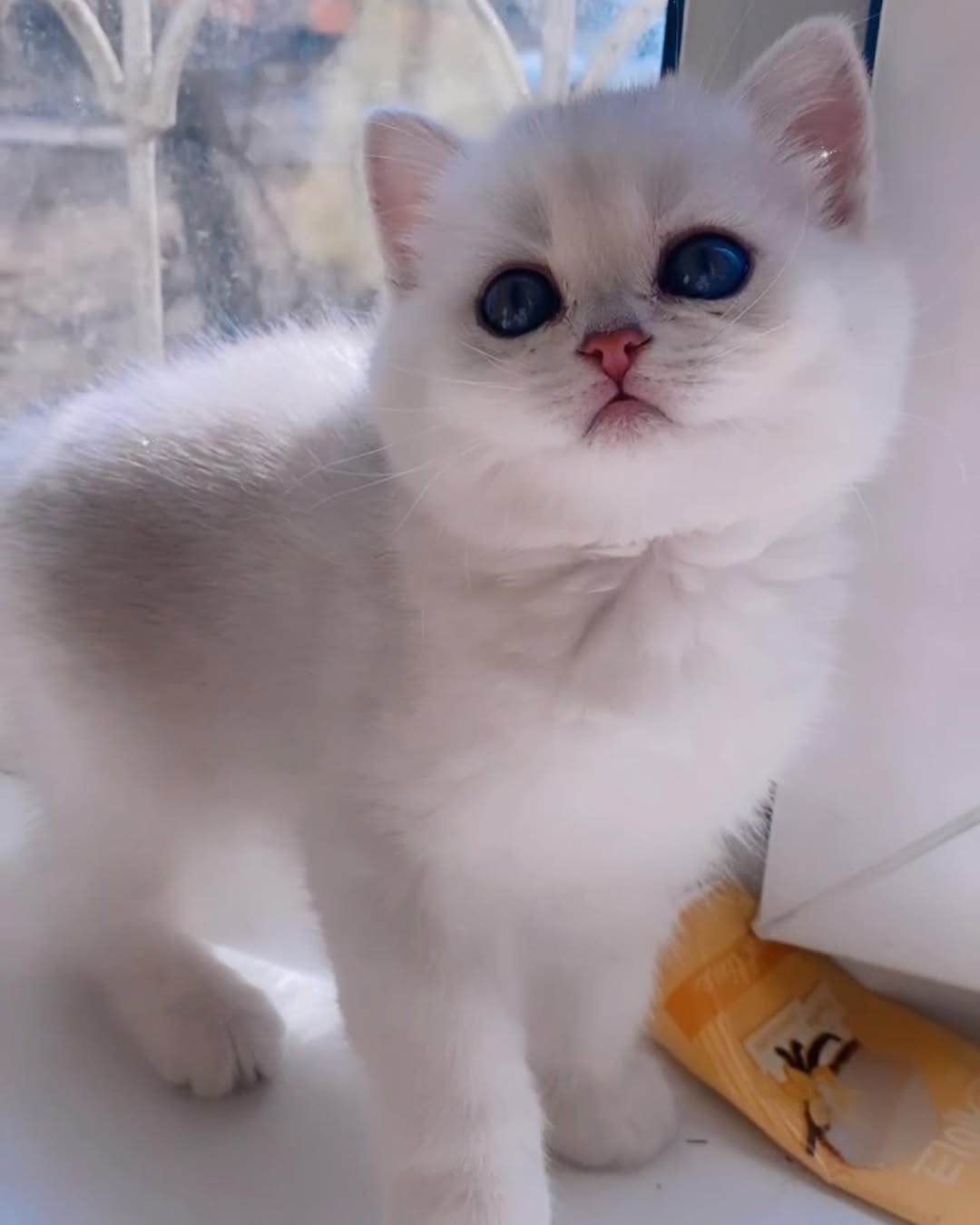 Briar — Scottish Fold Female