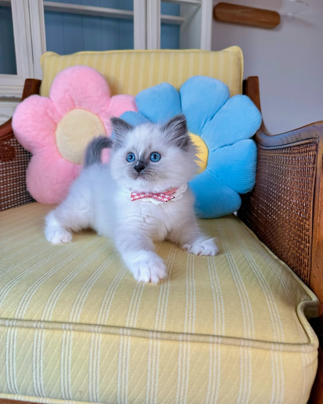 Elite Cat Breeders breed gallery
