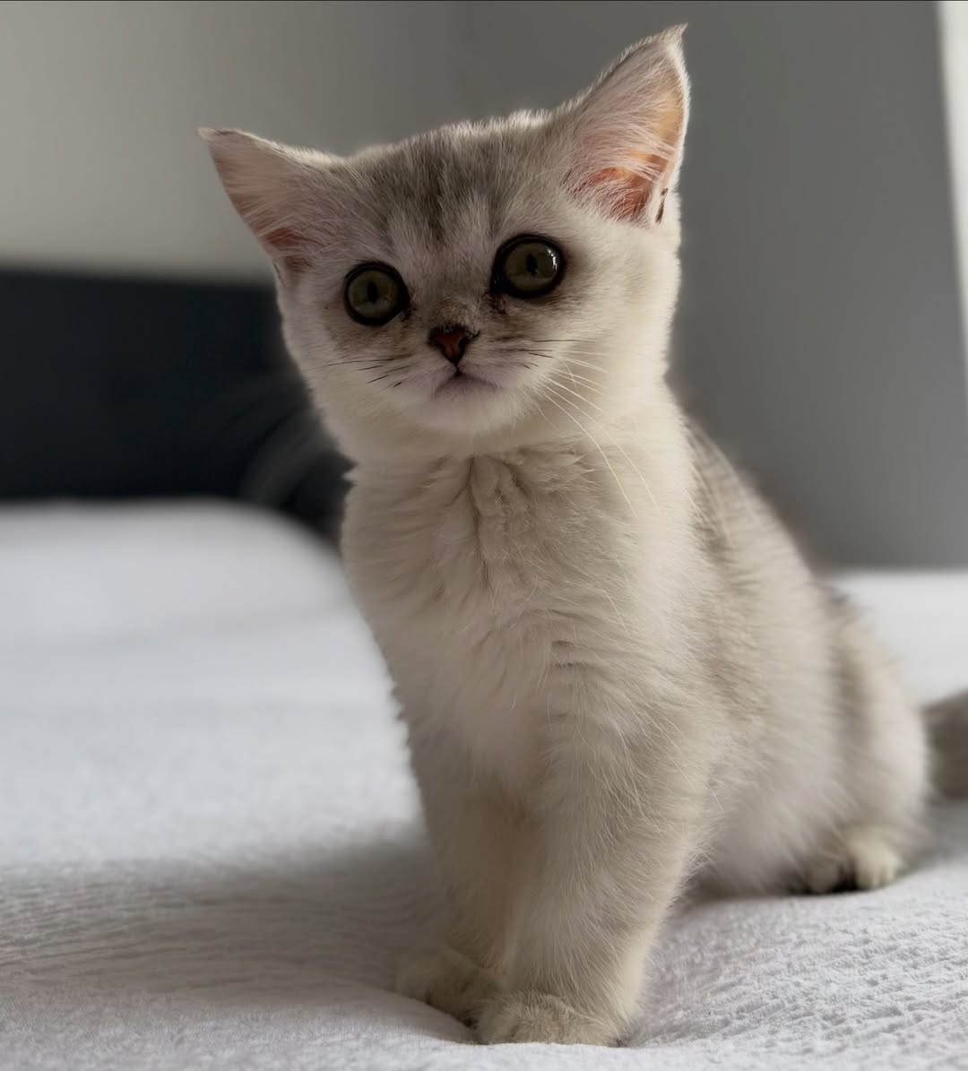 Bryson — Scottish Fold Male