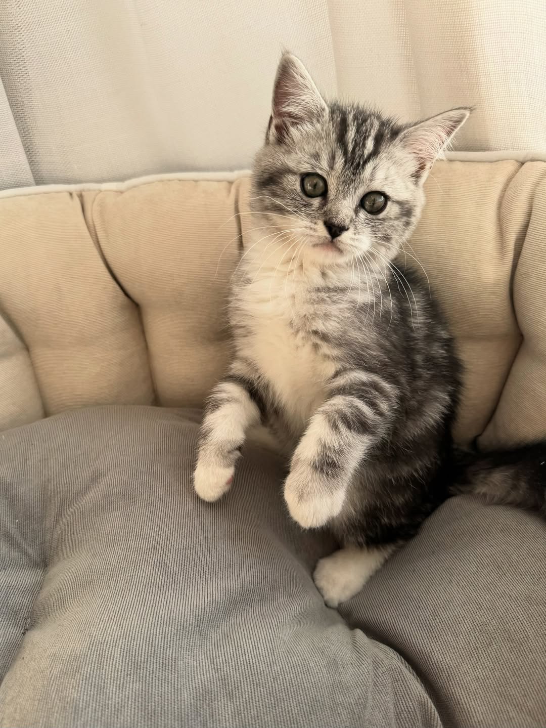 Carter — Scottish Fold Male