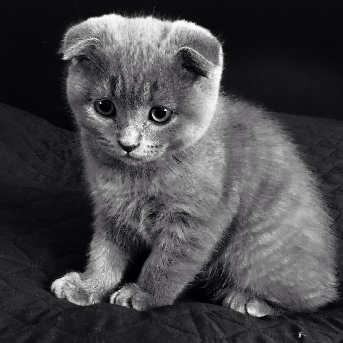 Chase — Scottish Fold Male