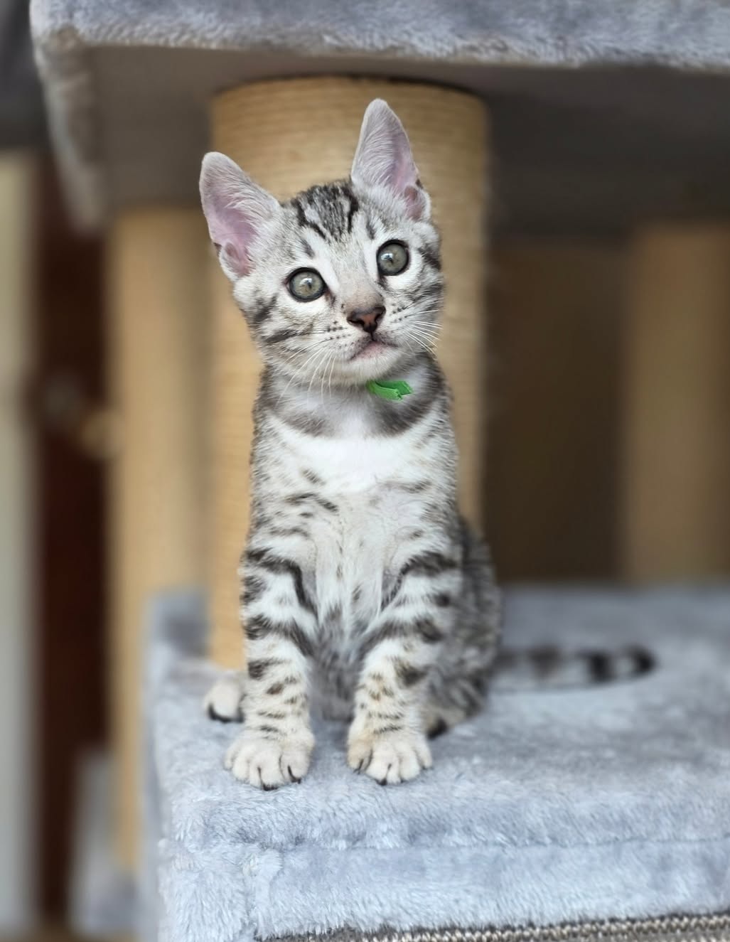Claude — Bengal Male